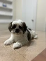 Sandy, a female Shih Tzu for sale in Queens, NY – 5 of 9