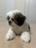 Sandy, a female Shih Tzu for sale in Queens, NY – 7 of 9