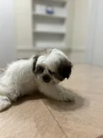 Sandy, a female Shih Tzu for sale in Queens, NY – 8 of 9