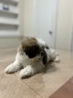 Sandy, a female Shih Tzu for sale in Queens, NY – 4 of 9