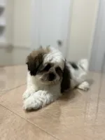 Sandy, a female Shih Tzu for sale in Queens, NY – 2 of 9