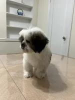 Sandy, a female Shih Tzu for sale in Queens, NY – 9 of 9