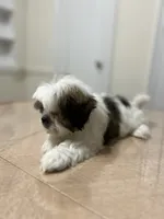 Sandy, a female Shih Tzu for sale in Queens, NY – 3 of 9