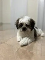 Sandy, a female Shih Tzu for sale in Queens, NY – 1 of 9