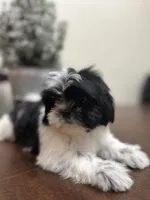 LILY, a female Shih Tzu for sale in Queens, NY – 2 of 8