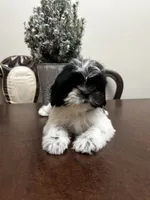 LILY, a female Shih Tzu for sale in Queens, NY – 6 of 8