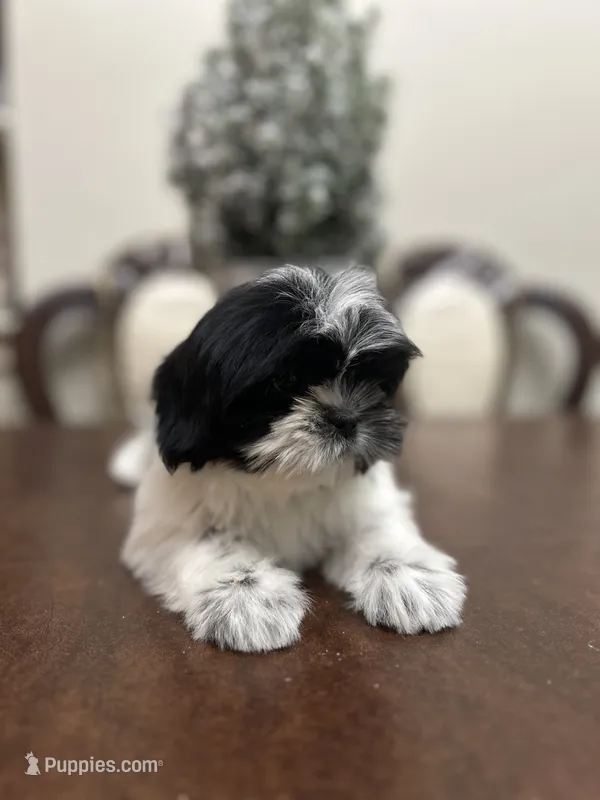 LILY – Shih Tzu puppy for sale in Queens, NY
