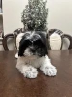 LILY, a female Shih Tzu for sale in Queens, NY – 4 of 8