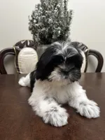 LILY, a female Shih Tzu for sale in Queens, NY – 8 of 8