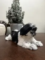LILY, a female Shih Tzu for sale in Queens, NY – 7 of 8