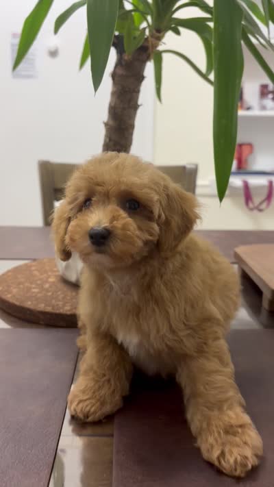 Kay, a male Poodle - Toy  for sale in Queens, NY – 4 of 4