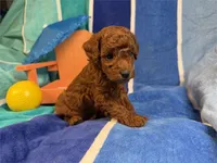 Jello, a female Poodle - Toy  for sale in Queens, NY – 3 of 3