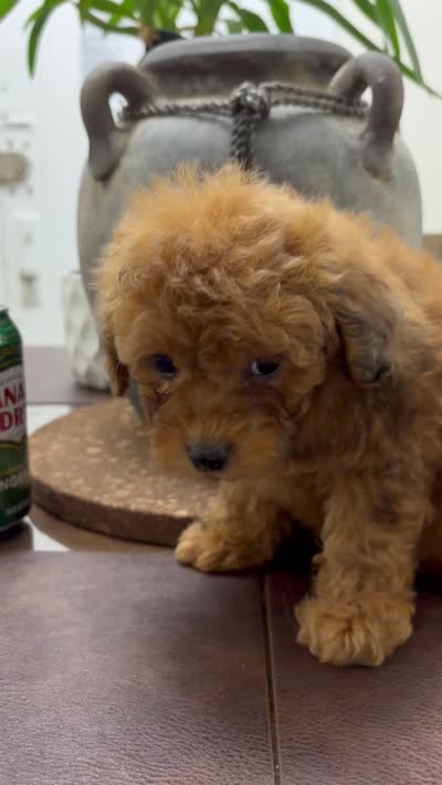Cash, a male Poodle - Toy  for sale in Queens, NY – 4 of 4