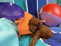 Summer, a female Poodle - Toy  for sale in Queens, NY – 3 of 3
