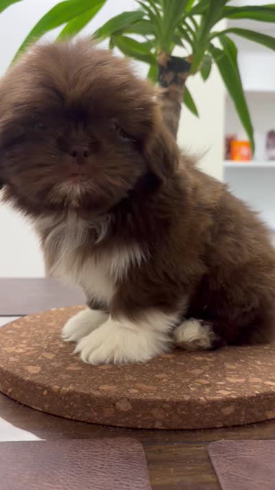 Cathy, a female Shih Tzu for sale in Queens, NY – 4 of 4