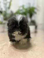 Jello, a female Shih Tzu for sale in Queens, NY – 8 of 9