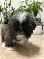 Jello, a female Shih Tzu for sale in Queens, NY – 9 of 9