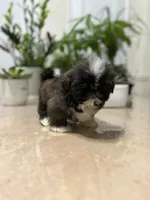 Jello, a female Shih Tzu for sale in Queens, NY – 4 of 9