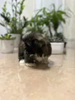 Jello, a female Shih Tzu for sale in Queens, NY – 3 of 9