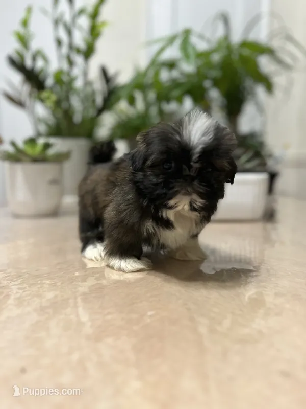 Jello – Shih Tzu puppy for sale in Queens, NY