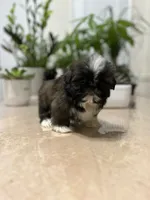 Jello, a female Shih Tzu for sale in Queens, NY – 1 of 9
