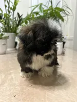 Jello, a female Shih Tzu for sale in Queens, NY – 7 of 9