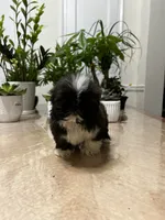 Jello, a female Shih Tzu for sale in Queens, NY – 6 of 9
