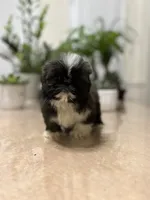 Jello, a female Shih Tzu for sale in Queens, NY – 5 of 9