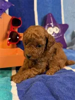 Jenny , a female Poodle - Toy  for sale in Queens, NY – 2 of 4