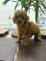 Lena, a female Poodle - Toy  for sale in Queens, NY – 2 of 4