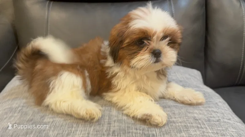 Julie – Shih Tzu puppy for sale in Queens, NY