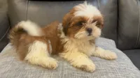Julie, a female Shih Tzu for sale in Queens, NY – 1 of 3