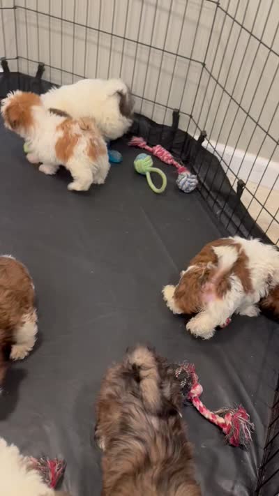Sassy, a female Shih Tzu for sale in Queens, NY – 3 of 3