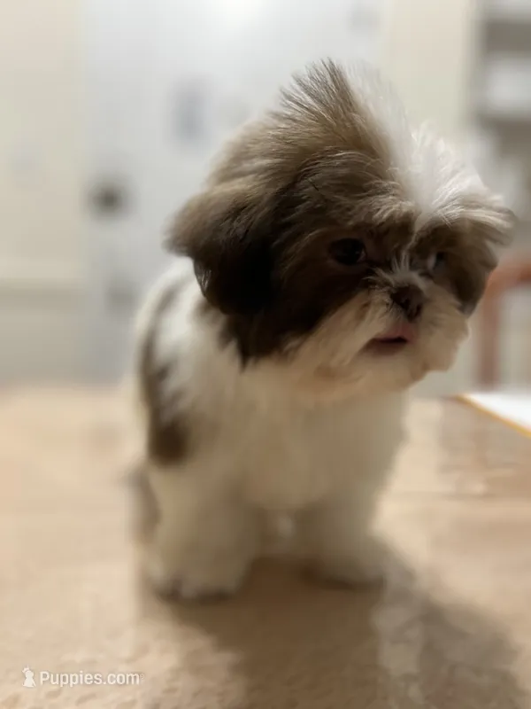 Mark – Shih Tzu puppy for sale in Queens, NY