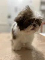 Mark, a male Shih Tzu for sale in Queens, NY – 1 of 4