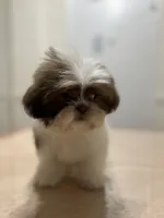 Mark, a male Shih Tzu for sale in Queens, NY – 2 of 4