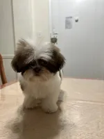 Mark, a male Shih Tzu for sale in Queens, NY – 4 of 4