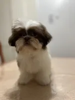 Mark, a male Shih Tzu for sale in Queens, NY – 3 of 4