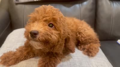 Maximilian, a male Poodle - Toy  for sale in Queens, NY – 3 of 3