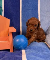 Milo, a female Poodle - Toy  for sale in Queens, NY – 2 of 3