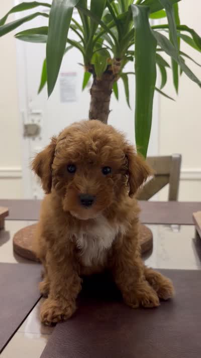 Billy, a male Poodle - Toy  for sale in Queens, NY – 4 of 4