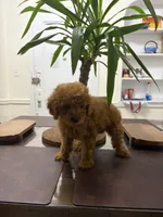 Lena, a female Poodle - Toy  for sale in Queens, NY – 3 of 4