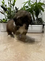Jenny, a female Shih Tzu for sale in Queens, NY – 4 of 4