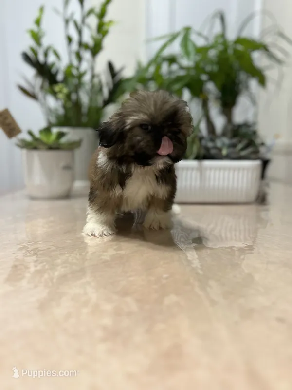 Jenny – Shih Tzu puppy for sale in Queens, NY