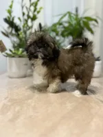 Jenny, a female Shih Tzu for sale in Queens, NY – 2 of 4