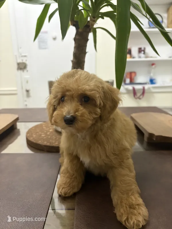 Kay – Poodle - Toy  puppy for sale in Queens, NY