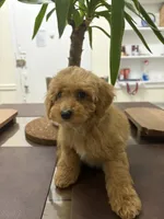 Kay, a male Poodle - Toy  for sale in Queens, NY – 1 of 4