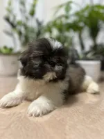 Chris, a male Shih Tzu for sale in Queens, NY – 3 of 8