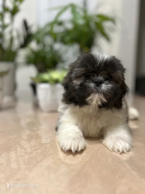 Chris – Shih Tzu puppy for sale in Queens, NY