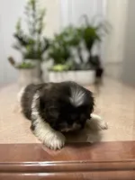 Chris, a male Shih Tzu for sale in Queens, NY – 5 of 8